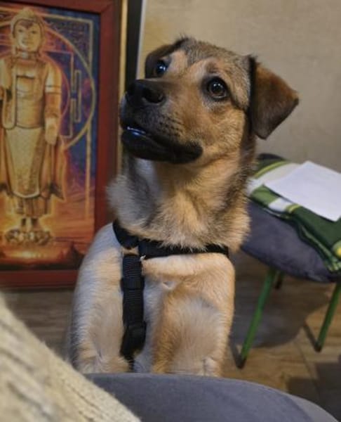 Der liebe Charly sucht seine Familie