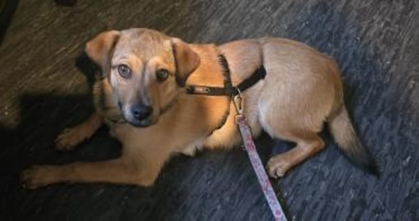 Der liebe Charly sucht seine Familie