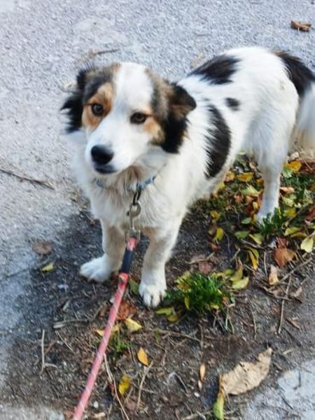 kleine Lisska, 33 cm sucht Zuhause