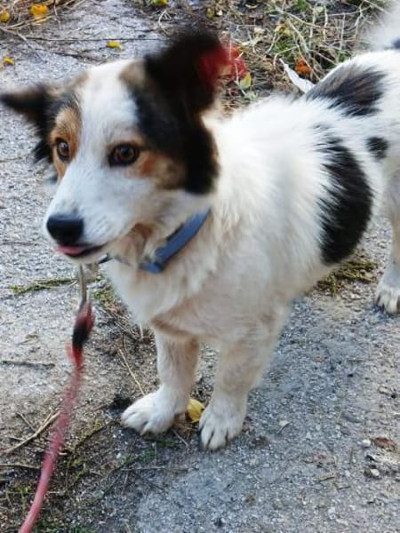 kleine Lisska, 33 cm sucht Zuhause