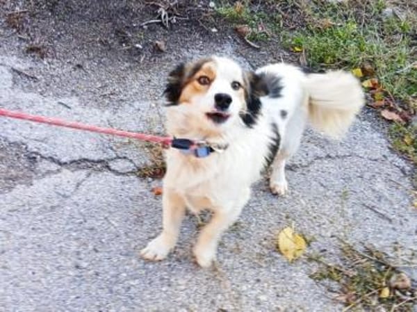 kleine Lisska, 33 cm sucht Zuhause