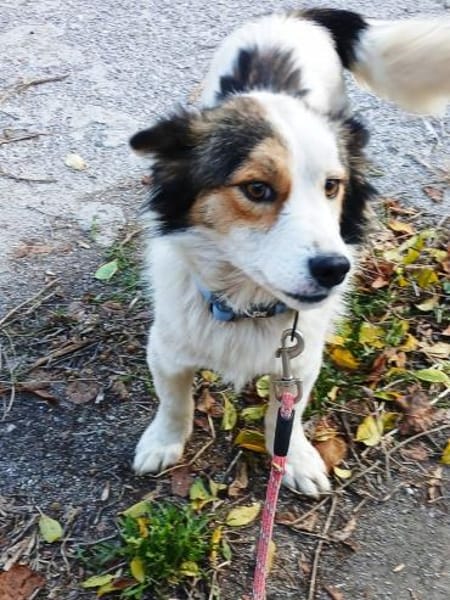 kleine Lisska, 33 cm sucht Zuhause