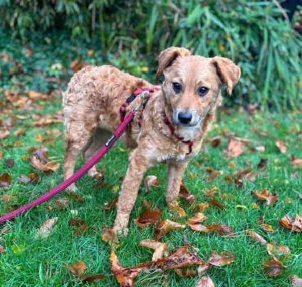 Ella Zauberfee sucht ihre Menschen