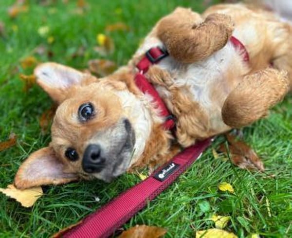 Ella Zauberfee sucht ihre Menschen