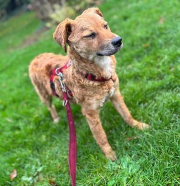 Ella Zauberfee sucht ihre Menschen