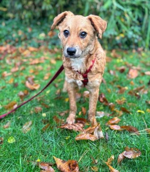 Ella Zauberfee sucht ihre Menschen