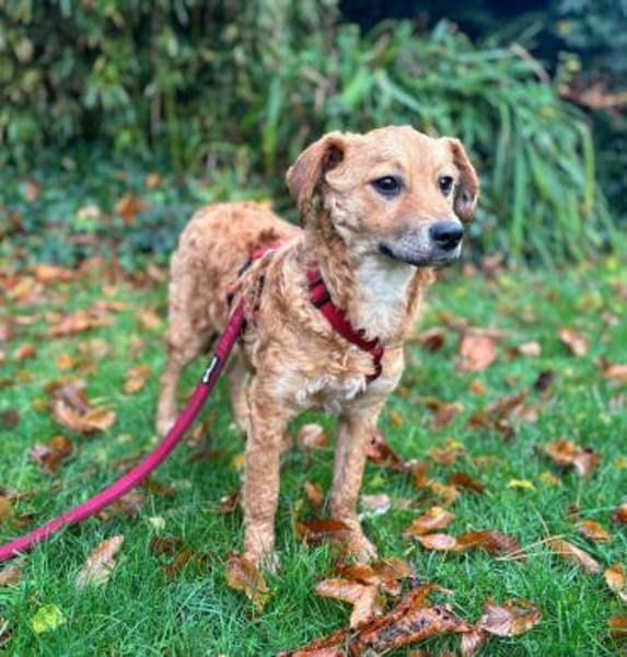 Ella Zauberfee sucht ihre Menschen