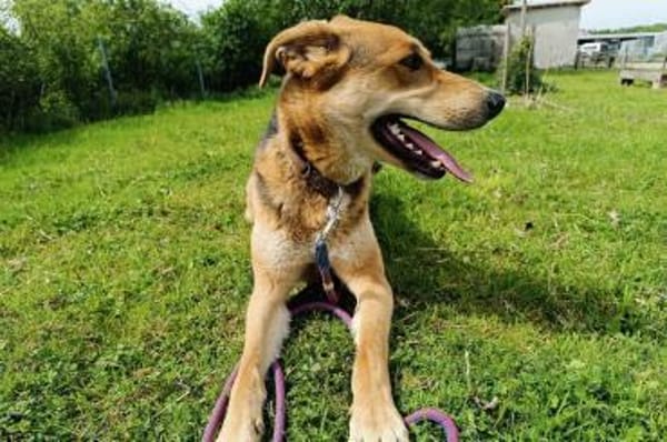 Lemmy  sucht erfahrene Menschen 🐶