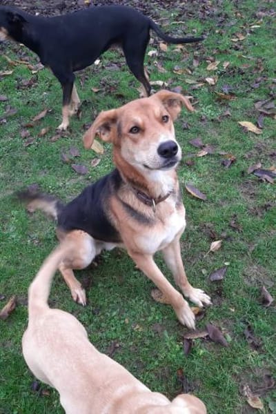 Lemmy  sucht erfahrene Menschen 🐶