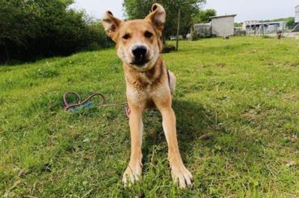 Lemmy  sucht erfahrene Menschen 🐶