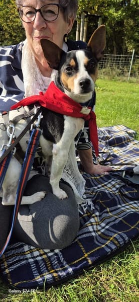 Ratón ✨ ein Goldschatz sucht Familie !