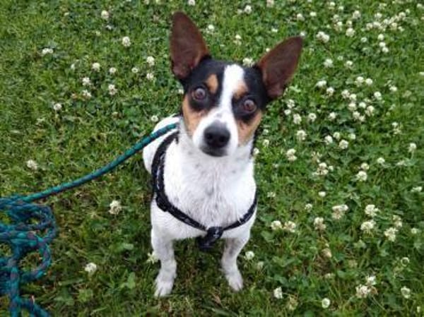 Ratón ✨ ein Goldschatz sucht Familie !