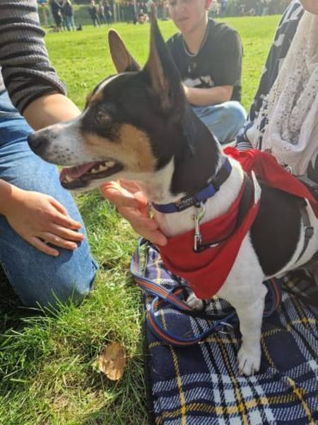 Ratón ✨ ein Goldschatz sucht Familie !