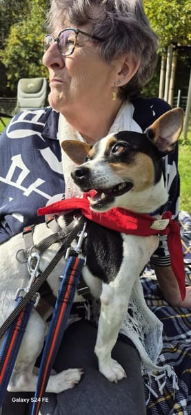 Ratón ✨ ein Goldschatz sucht Familie !