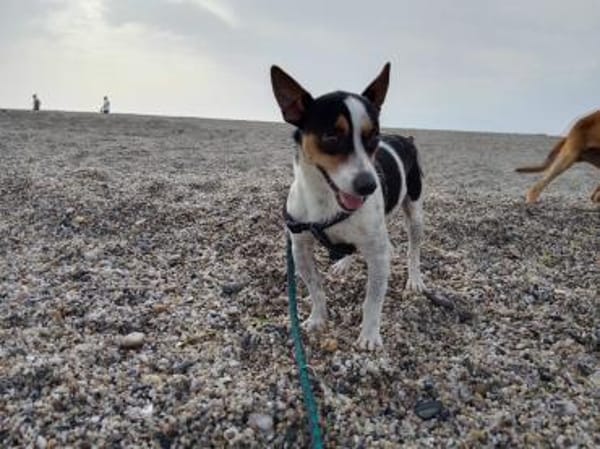 Ratón ✨ ein Goldschatz sucht Familie !