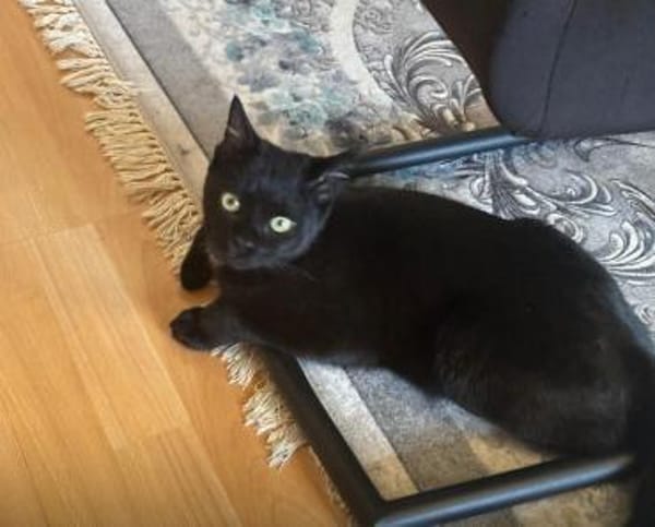 Zwei Kater suchen ein gemeinsames Zuhaus