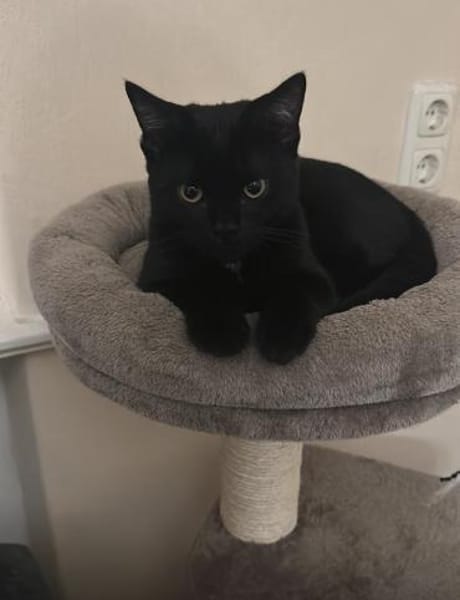 Zwei Kater suchen ein gemeinsames Zuhaus