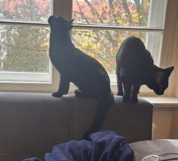 Zwei Kater suchen ein gemeinsames Zuhaus