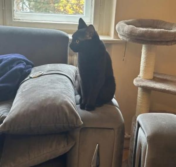 Zwei Kater suchen ein gemeinsames Zuhaus