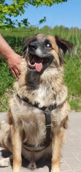 Zuhause gesucht: BARRO (m) in 31303