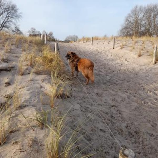 Zuhause gesucht: BARRO (m) in 31303