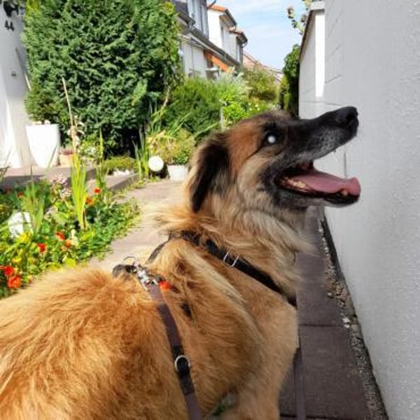 Zuhause gesucht: BARRO (m) in 31303