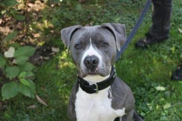 Bruno, junger, sportl. Rüde