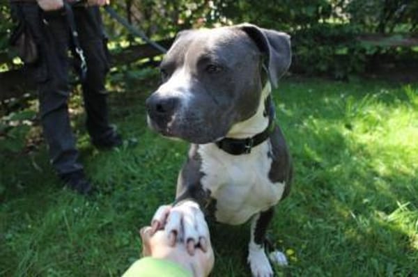 Bruno, junger, sportl. Rüde