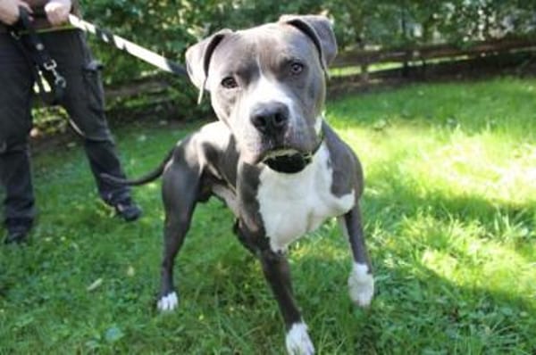 Bruno, junger, sportl. Rüde