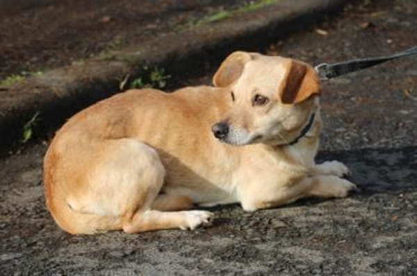 Kiani - verschmust u. sehr lieb