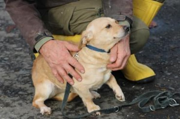 Kiani - verschmust u. sehr lieb