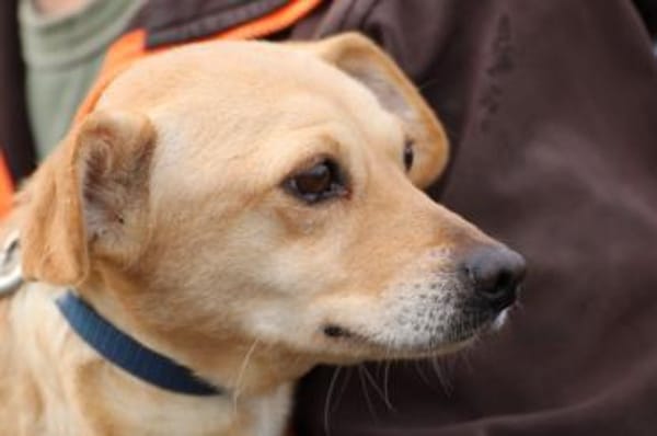 Kiani - verschmust u. sehr lieb