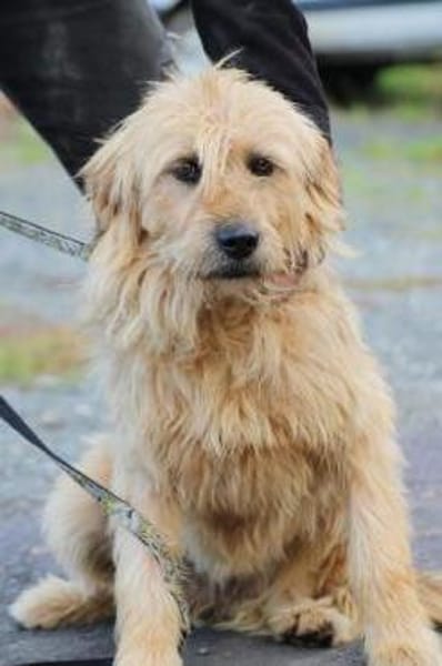 Bamboo - zutraulich u. kinderlieb