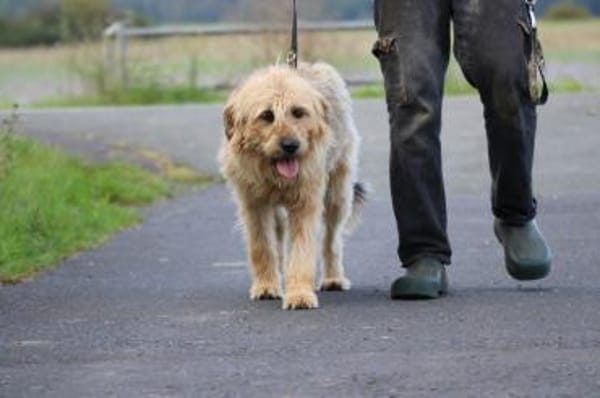 Bamboo - zutraulich u. kinderlieb