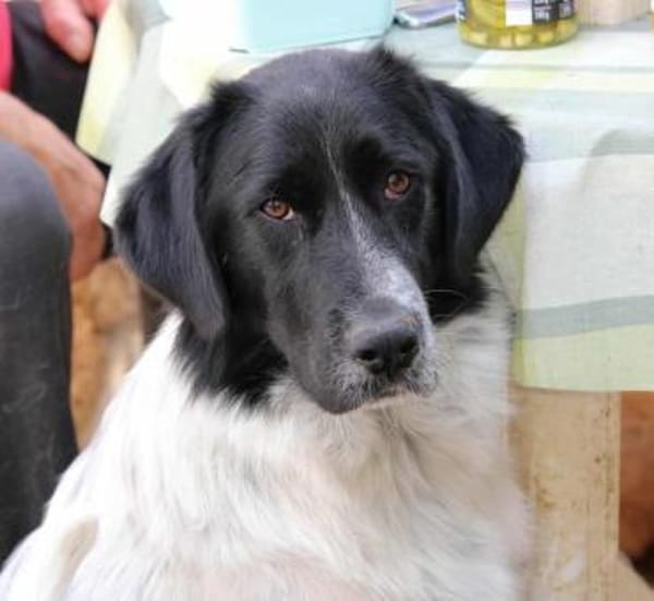 Dossena, Pflegestelle in Hessen