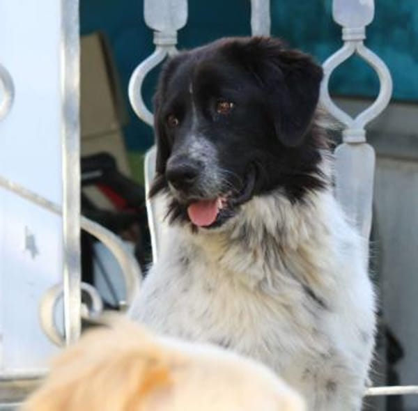 Dossena, Pflegestelle in Hessen