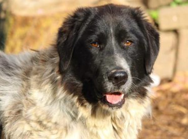 Dossena, Pflegestelle in Hessen