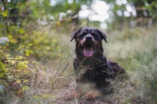 Blacky su. hundeerfahrene Halter