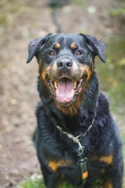 Blacky su. hundeerfahrene Halter