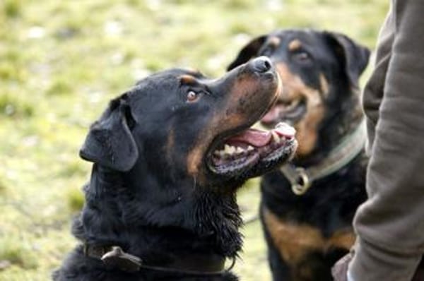 Blacky su. hundeerfahrene Halter