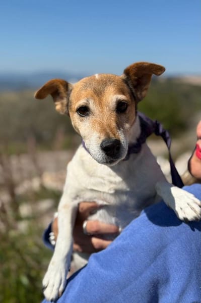 Auri  Süße Hundedame sucht ihr 2. Glück