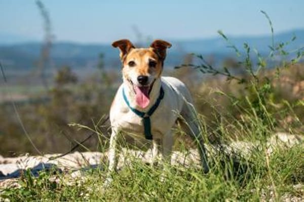 Auri  Süße Hundedame sucht ihr 2. Glück