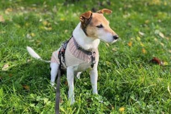 Auri  Süße Hundedame sucht ihr 2. Glück