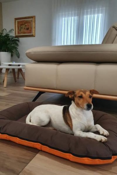 Auri  Süße Hundedame sucht ihr 2. Glück