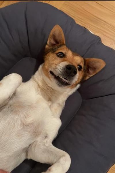 Auri  Süße Hundedame sucht ihr 2. Glück