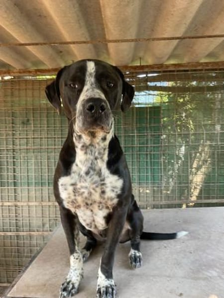 Spike sucht Zuhause in ländlicher Umgebu