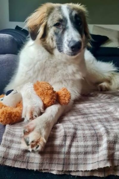 Ozora  bezaubernde Herdenschutzhündin❤