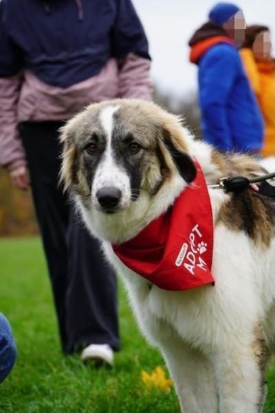 Ozora  bezaubernde Herdenschutzhündin❤