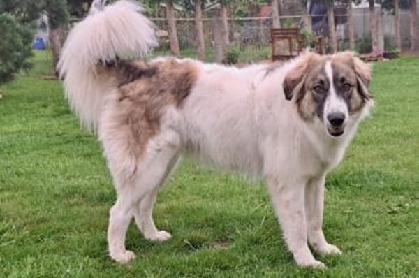 Ozora  bezaubernde Herdenschutzhündin❤