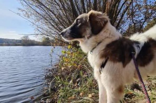 Ozora  bezaubernde Herdenschutzhündin❤